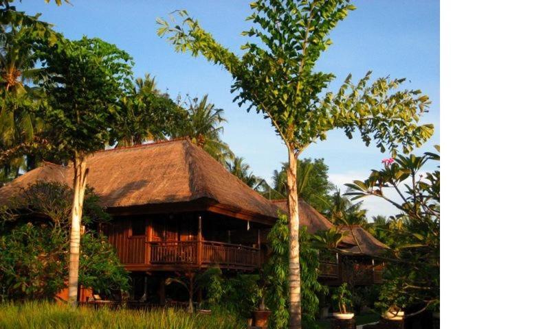 Bed and Breakfast Singko Lovina Exterior foto
